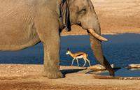 Etosha_National_Park_Namibia_Africa-medium